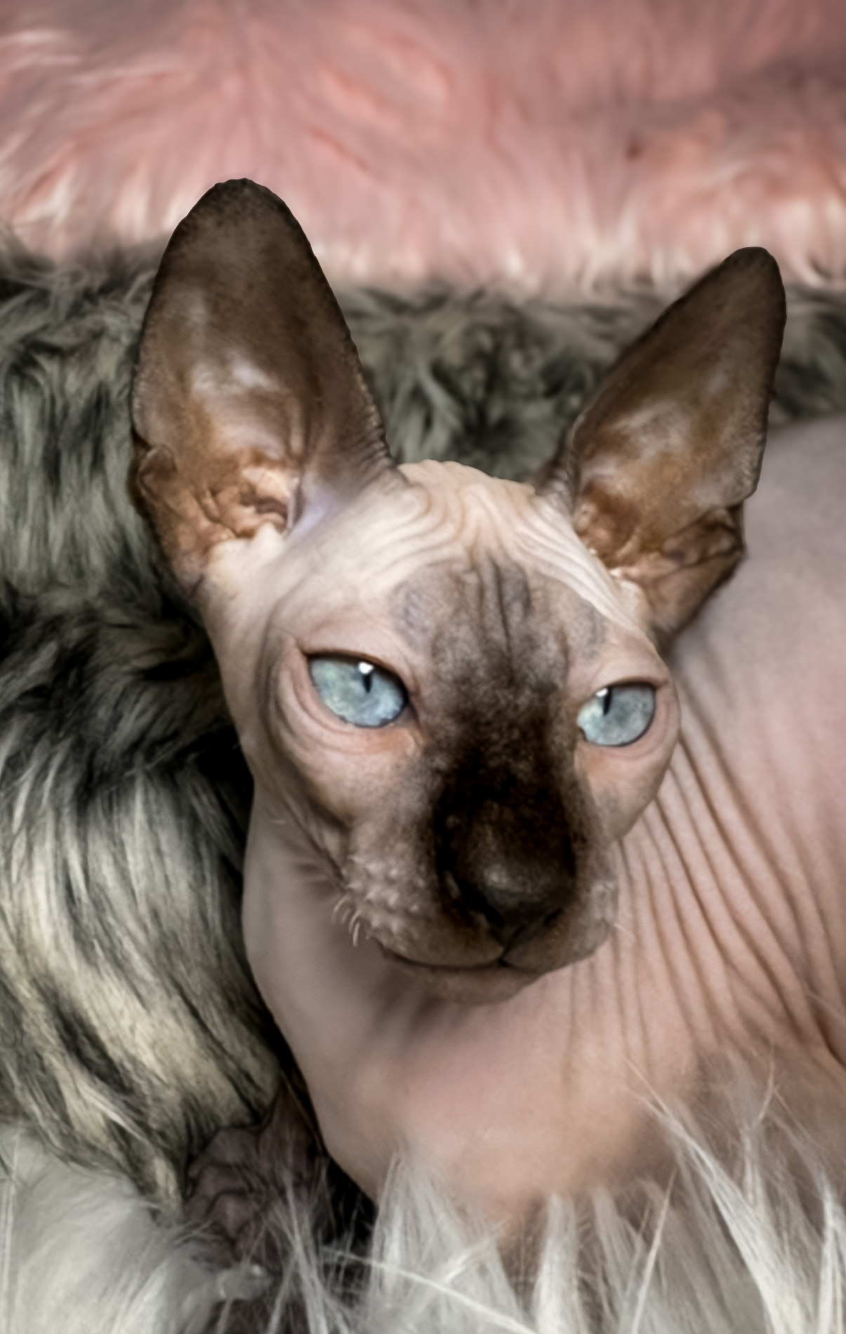 sphynx cattery show cats