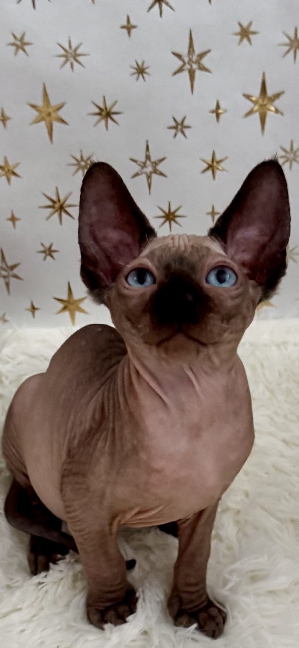 Orion